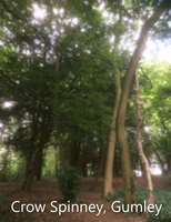 Crow Spinney - c/o Gumley Parish Meeting